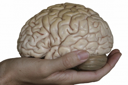 Мозг человека оказался «гением вероятности»