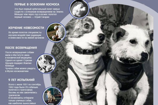 «Звездные собаки»: 65 лет полету Белки и Стрелки