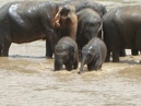 Тайланд: как спасти азиатского слона