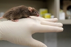 Ученые вырастили самца мыши без мужской Y-хромосомы