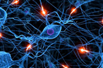 Нервные клетки восстанавливаются в любом возрасте