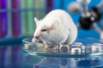 Ученые создали первый искусственный эмбрион мыши из стволовых клеток