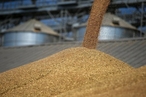 Reuters: Египет аннулировал контракты с Украиной на поставку 240 тыс. тонн пшеницы