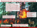 Экологические последствия лесных пожаров