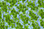 Ученые: разработан способ увеличения КПД фотосинтеза в растениях