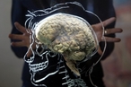 Ученые нашли область мозга, ответственную за немедленное усваивание новой информации