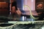 Отвечающий за длину змей ген поможет при травмах позвоночника