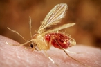Ученые лишили малярийных комаров способности размножаться