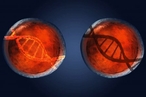 Ученые впервые «отключили» ген в эмбрионе
