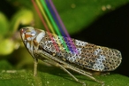 Наночастицы насекомых помогли физикам создать «ночной» плащ-невидимку