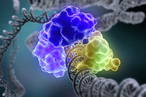 Биохимики из МГУ выяснили, как клетка подает сигнал о повреждении ДНК