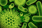 Бактерии могут сделать биотопливо