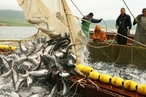  Британский МИД дал Франции 48 часов, чтобы «отказаться от угроз британской рыбной промышленности»