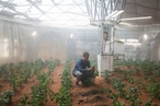 NASA вырастит «марсианский картофель»