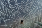 Ученые создали сверхпрочный аналог паутины, на 98% состоящий из воды
