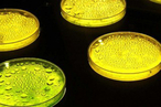 Из бактерий и золота в материал будущего