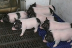 Созданы свиньи без сала