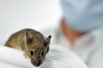 Южнокорейские ученые научились управлять лабораторной мышью при помощи мозговых волн