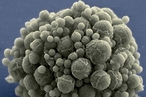 Создан искусственный микроорганизм с минимально возможным числом генов