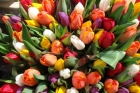 За тюльпанами для любимых - в Нидерланды!